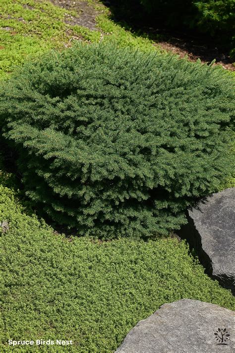 Spruce Birds Nest - Saskatoon Landscape Store