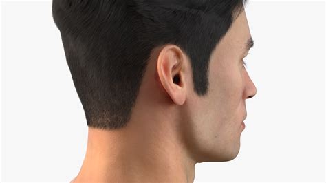 3D Male Head Fur model | 3D Molier International