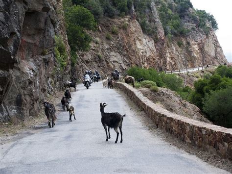 As humans stay indoors amid COVID-19 pandemic, animals thrive once again