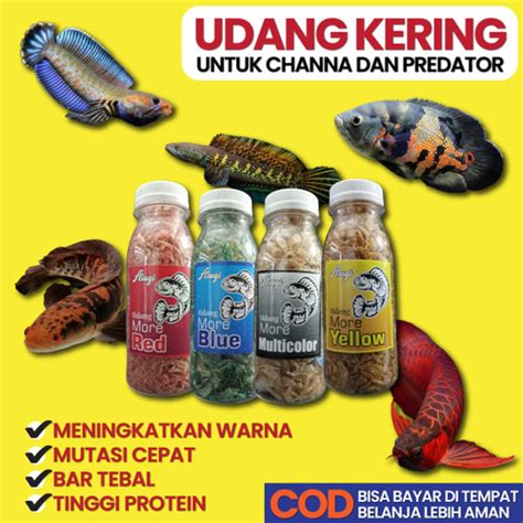 Jual Asagi Udang More Red Blue Yellow 25g Color Carophyll Pakan Ikan ...