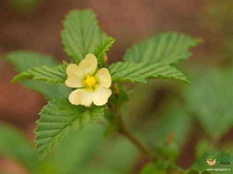 Bala Plant For Sale In India | Online plant nursery