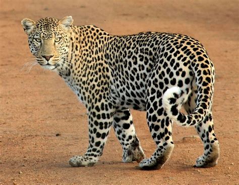 Leopard Gecko Patterns 的图像结果