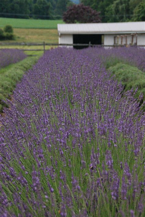 How to Plant, Grow and Care for Lavender | HGTV