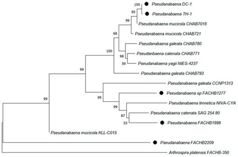 Temperature-Dependent Growth Characteristics and Competition of ...