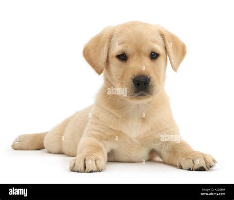 Golden Retriever Yellow Lab Puppies