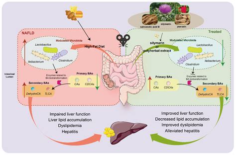 Supplementation of Silymarin Alone or in Combination with Salvianolic ...