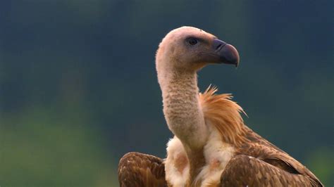 Various Vulture Species of Bulgaria's Hidden Corners | Britannica