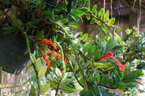 Local Food Market 的图像结果