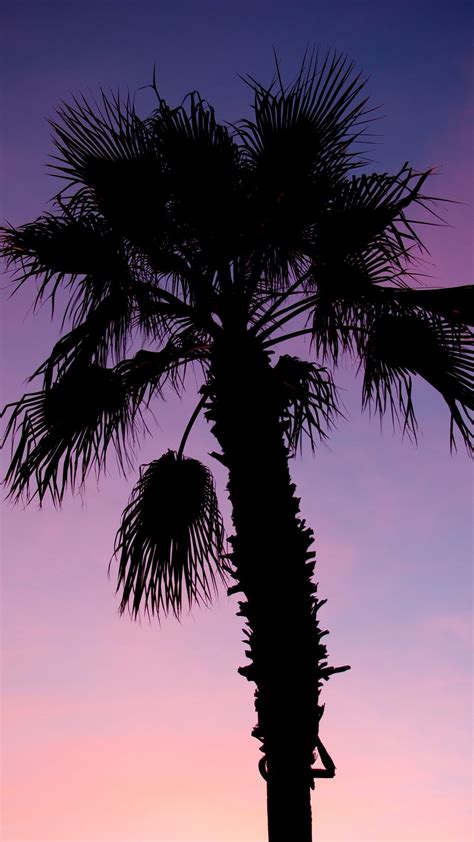Download wallpaper 938x1668 palm tree, branches, silhouette, dark ...