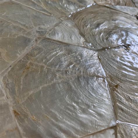 Image result for Capiz Shell Drawing