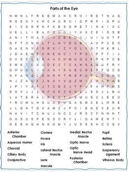 Parts of the Eye Crossword Puzzle & Word Search Combo | TPT