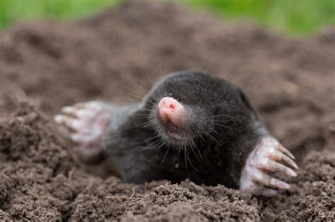 Moles Animal