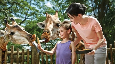 Multi-Park and Zoo Pass: Singapore Zoo, Night Safari, River Safari, and ...