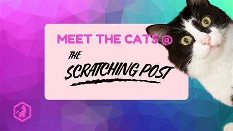 Meet the Cats @ The Scratching Post!, 114 E. University Ave, Champaign ...