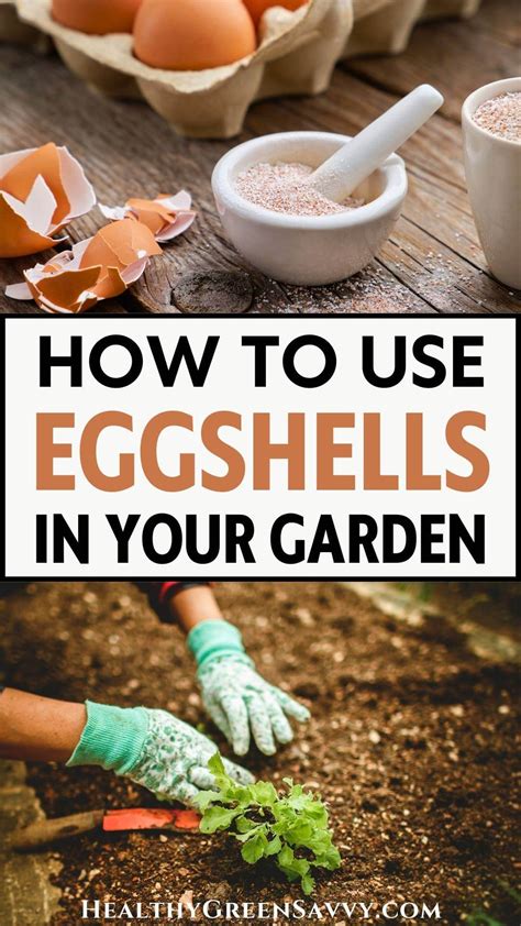 How to Use Eggshells for Plants & Garden Soil