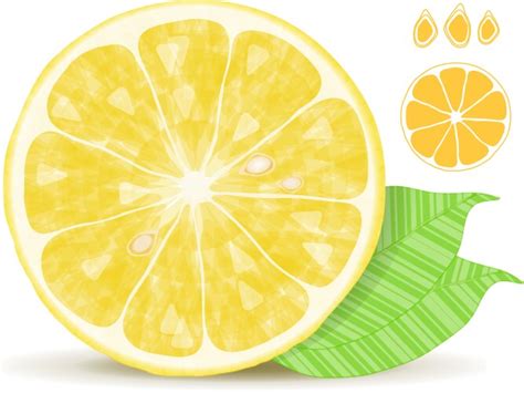 Image result for Lemon Slice Vector