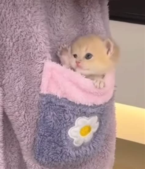 Pocket pussy : r/Eyebleach
