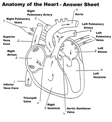 Image result for Circulatory System Drawing