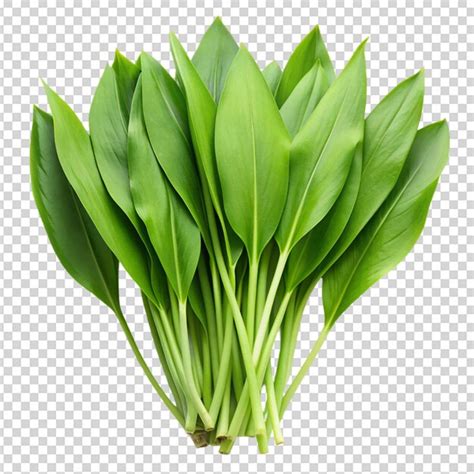 Rams leaves isolated white background | Premium AI-generated PSD