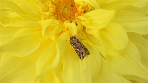 Male-Killing Virus Is Discovered in Insects - The New York Times