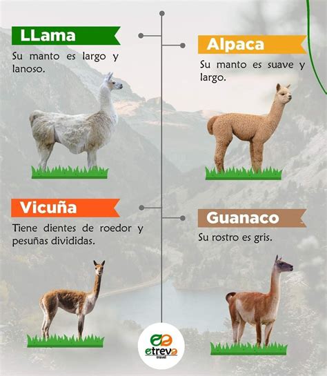 Pin de Adriana Munguia en Animal kingdom | Datos curiosos de animales ...