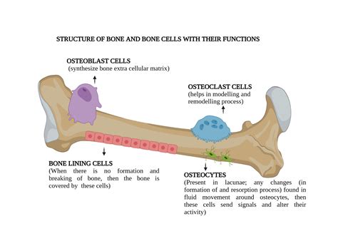 Image result for Bone Function