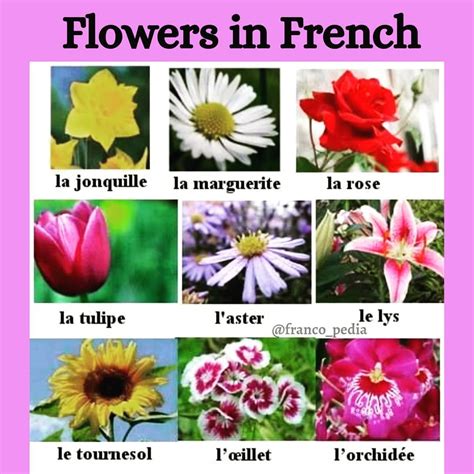 What Is Called Flower In French Language at Jack Waller blog