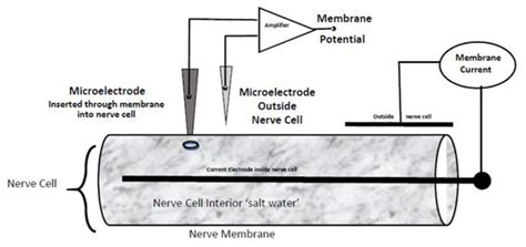 Maxwell Equations without a Polarization Field, Using a Paradigm from ...