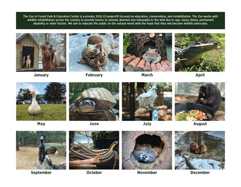 Plan Your Visit to The Zoo in Forest Park