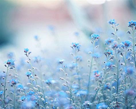 Blue Flowers Wallpapers - Wallpaper Cave
