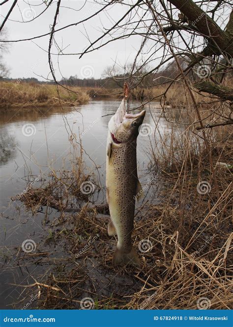 Salmon on fishing-rod stock photo. Image of spoon, hand - 67824918