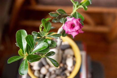 Desert Rose: Plant Care & Growing Guide