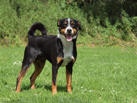 Appenzeller Sennenhunde