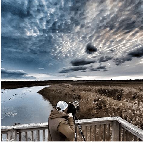 Aerial acrobats in action: an evening with swallows, Long Point Coastal ...