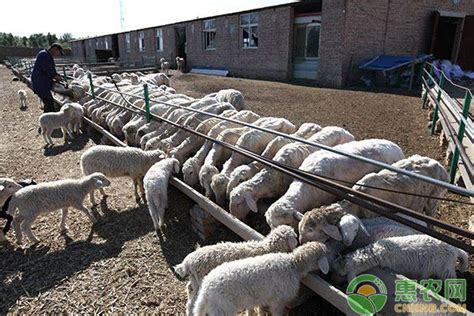 湖羊的养殖前景如何？养一百只湖羊的成本及纯利润分析 - 惠农网