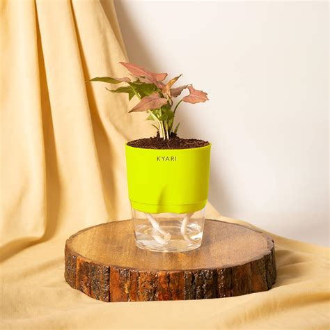 Kyari Syngonium Red Indoor Plants for Living Room | Live Plants ...