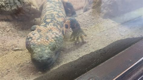 Gila monster venom used in modern medicine | 12news.com