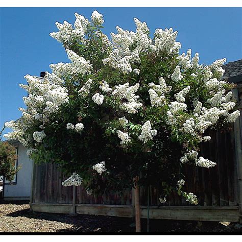 Collection 91+ Pictures Pictures Of Crepe Myrtle Trees Stunning