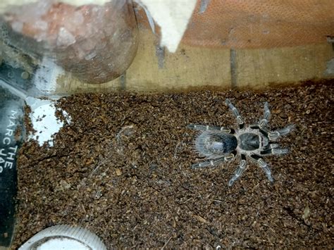 Is my Chaco golden knee going to molt soon? This is my first tarantula ...