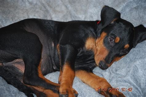Deutsche Pinscher Welpen geb. 21.3.10 | hunde-kleinanzeigen.net