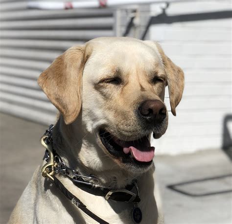 Yellow Lab 的图像结果