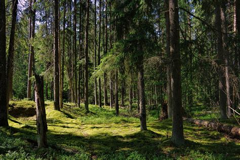 Национальный парк «Орловское полесье»