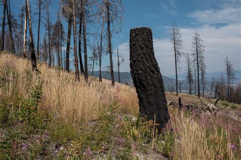 How Indigenous Techniques Saved a Community From Wildfire - SDGtalks.ai ...