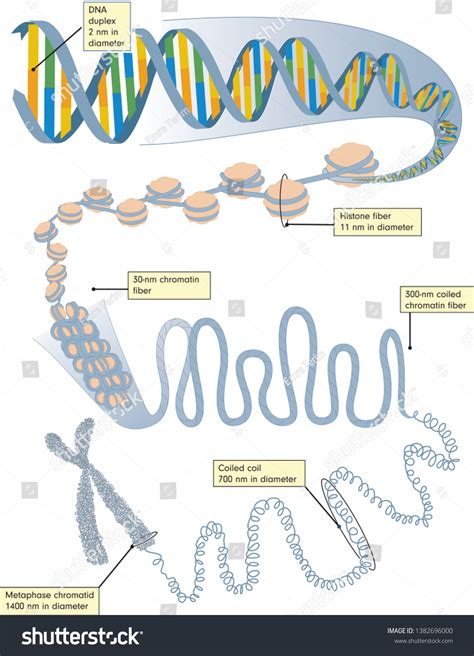 Animation DNA Replication Steps 的图像结果