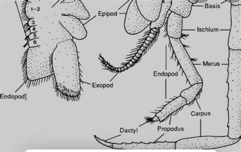 What are hair like appendages of a fly known as? - Brainly.in