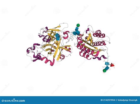 Structure Of The Complement Component C3c Royalty-Free Stock Photography | CartoonDealer.com ...