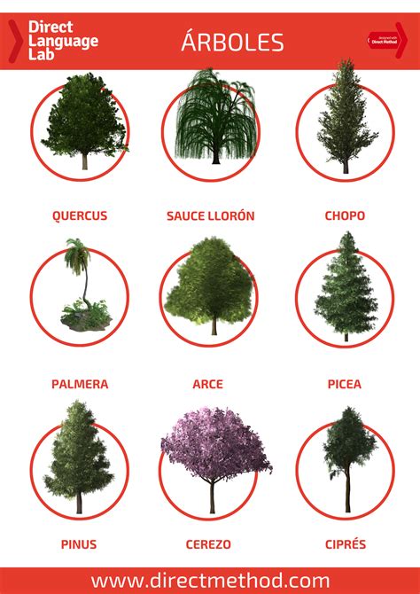 Tipos de Árboles para tu Jardín