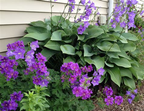 Are Hostas Plants Annuals Or Perennials at Stella Carol blog