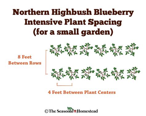 The Best Blueberry Plant Spacing for Your Garden - The Seasonal Homestead