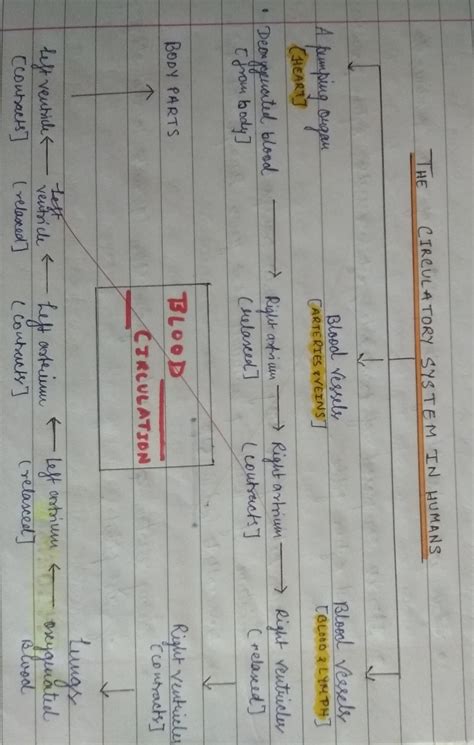 Describe the circulation of blood in human beings. Class 10(biology ...